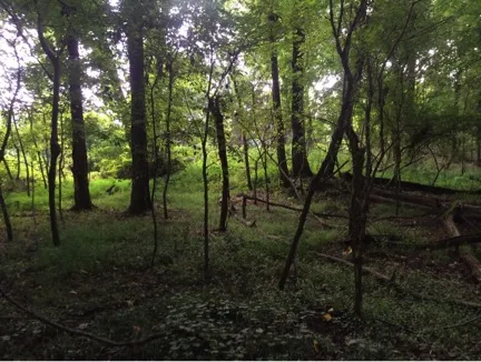 View of Batesville Mounds