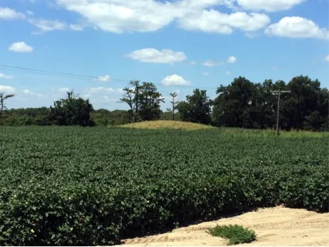 View of Beaverdam Mound