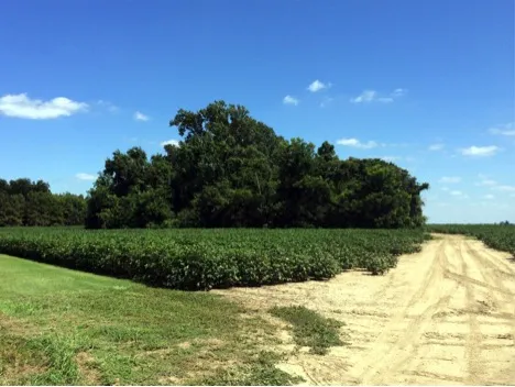 View of Dunn Mounds
