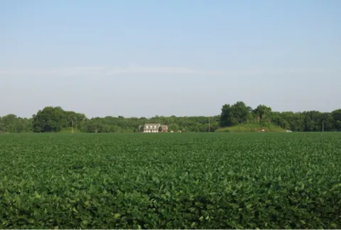 View of Grace Mounds