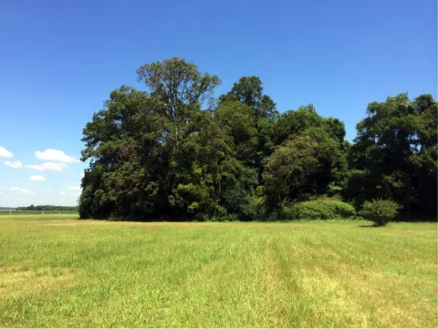 View of Hollywood Mounds